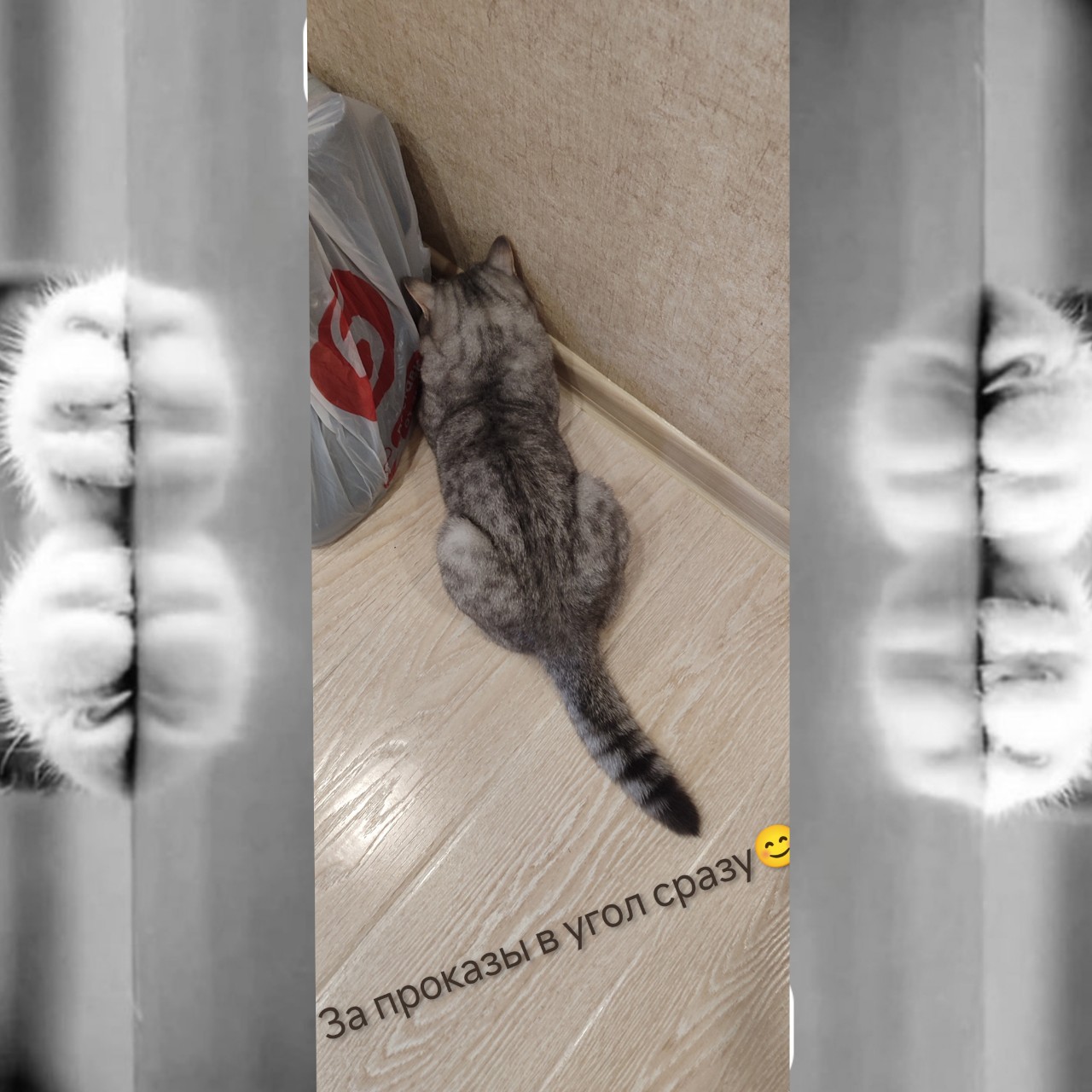  в LOOKY — Кот Маврикий знает своë место...