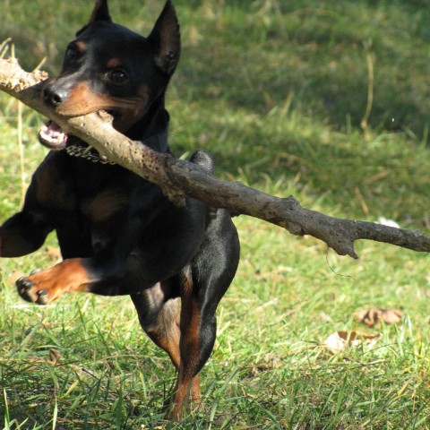 kennel.bss в LOOKY. . [#цвергпинчер](цверг...