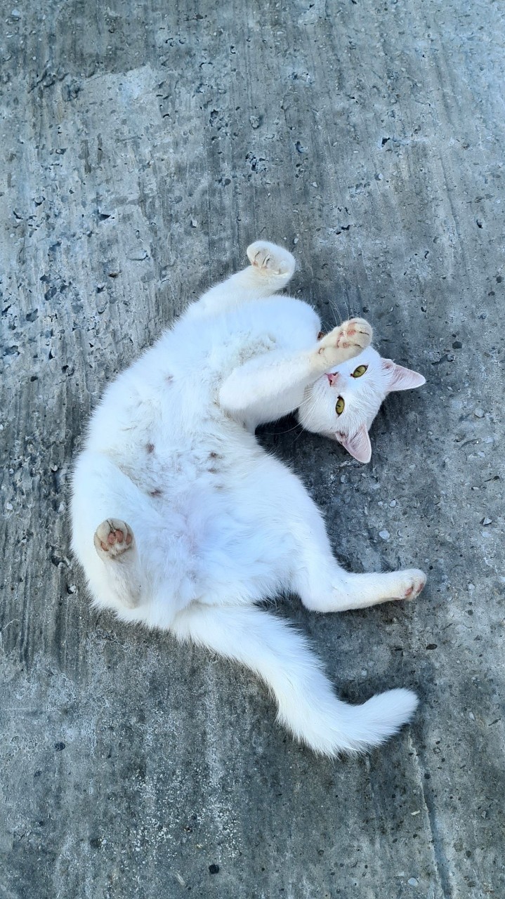 WhiteKitCat