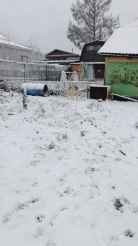 stasigood в LOOKY. . Конечно уже не первы...