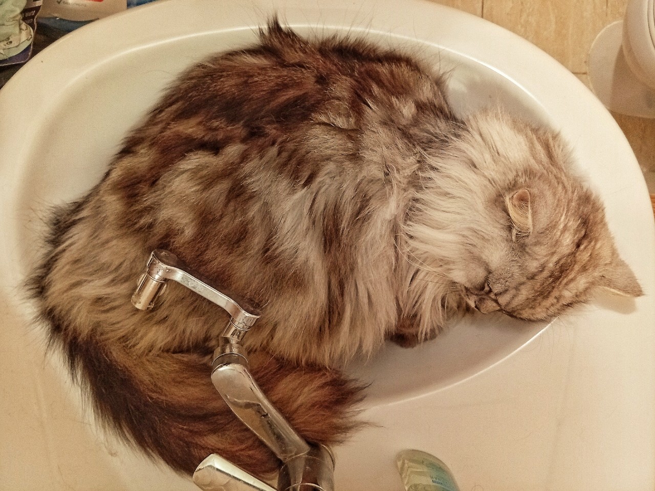darenka_little в LOOKY. #cats,#питомцы,#кошки,#коты. Лучшее место для сна...