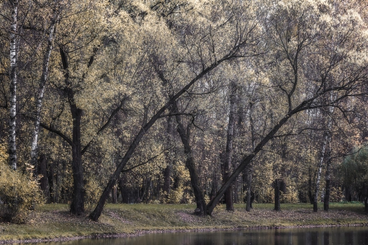 poboruev_landscape в LOOKY. #природа,#осень,#лес,#парк,#деревья,#графика,#пасмурно. Предзимье... Именно ...