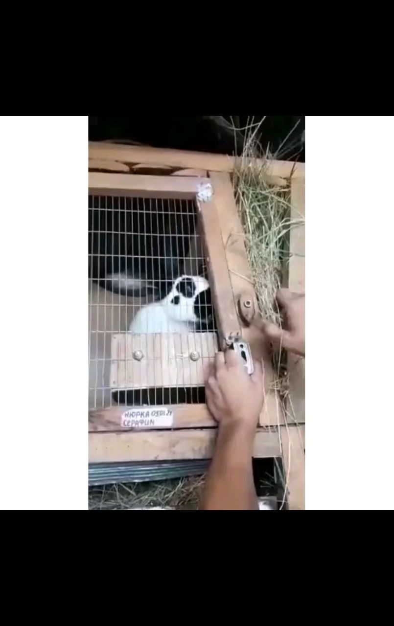 Живущий в России в LOOKY. . This is love ❤
[#ani...