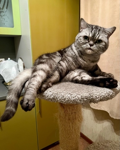 british_mars_cat в LOOKY. . 