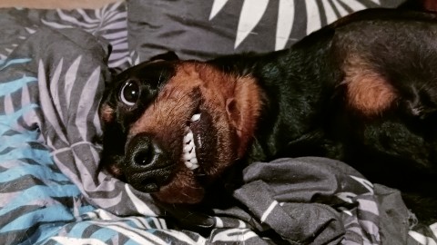 Тиль Элрин в LOOKY. . Голливудская улыбка,...