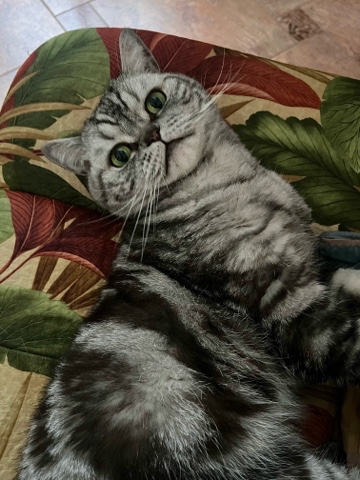 british_mars_cat в LOOKY. . 