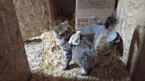 Andrey921 in LOOKY. . Кот Приход всегда хо...