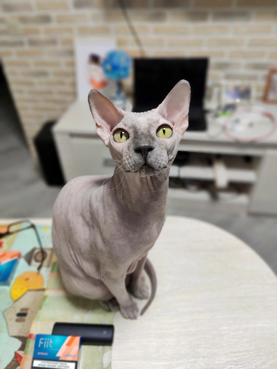 Виктор in LOOKY. #сфинкс,#sphynx,#донскойсфинкс,#кот,#кошка,#котики,#котэ,#лысая,#лысаякошка,#фотокотиков,#котомания,#домашниеживотные,#домашниепитомцы,#evasphynxcat,#мыизкотограмаlooky,#looky_official,#looky,#looky_official,#LOOKY_контент,#looky_you,#you. 😻😻😻
#евапопятница...