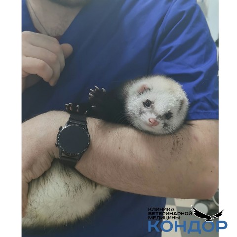kondorvet_clinic в LOOKY. #кондорвет,#кондор. Милота Семён.
Хорёк ...