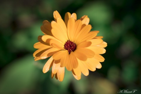 MaratAMF в LOOKY. #цветы,#макро,#macro,#canon,#canon760d. #цветы
#макро
#macro...