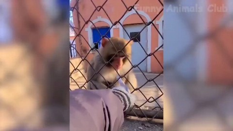 kudesnik83 в LOOKY. #животные,#зоопарк,#смешныевидео,#обезьяна,#лайк. Funny Monkey Face


...