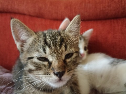 Максим Абросимов в LOOKY. . [#кошки ](кошки)[#ко...