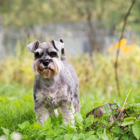 Leeny_a в LOOKY. #цвергшнауцер,#шарташ,#Роки,#zwergschnauzer,#miniatureschnauzer,#служебнаясобака,#фотосессия,#nikon,#helios,#гелиос,#гелиос44,#helios44,#боке,#photographer,#photo,#photography. #цвергшнауцер #шарта...