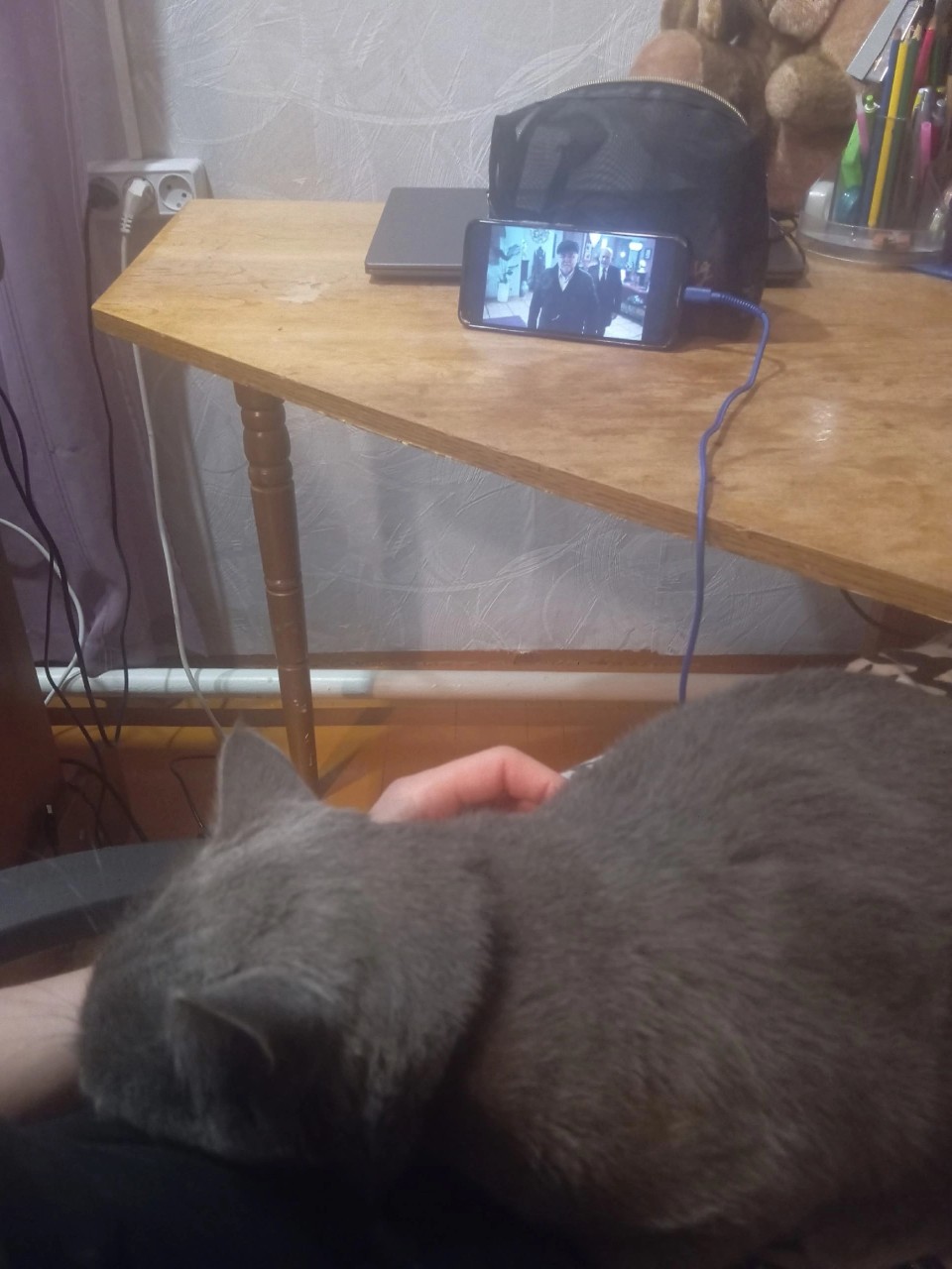 Зачем нужно заводить кошку 🐱 в доме. 
Эти животные 🐈помогают справиться со стрессом, положительно влияют на нервную систему хозяина, помогают справиться с негативными эмоциями, уменьшают чувство тревожности, улучшают настроение и помогают быстрее уснуть 😴
Владельцы кошек, реже сталкиваются с инсультом и сердечно-сосудистыми❤️‍🩹заболеваниями. А ученные из Лос-Анжелеса пришли к выводу, что кошки способны снижать артериальное давление и частоту сердечного ритма 📈.
А у Вас есть "пушистый антистресс?" Делитесь в комментариях фото своих пушистиков, оценим🫶

#кошкипушистыеантистрессы
