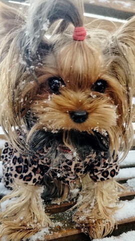 Love_Kelle в LOOKY. . [#yorkshireterrier ]...