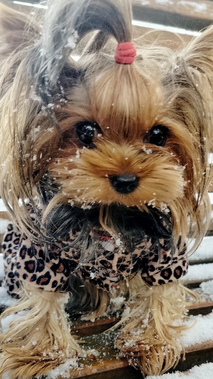 [#yorkshireterrier ](yorkshireterrier)
[#naturelover ](naturelover)