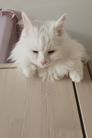 marinaantsyreva в LOOKY. . "А что это вы тут де...