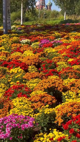 victoria36_beautiful в LOOKY — Хризантемы.