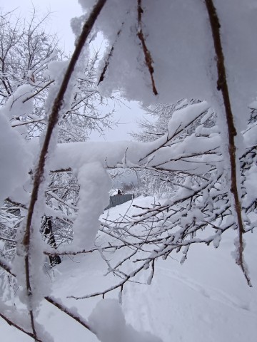 znatal_psi в LOOKY. . Заколдованного леса ...