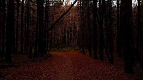 Verbena в LOOKY. #осень,#лес,#прогулка,#autumn,#forest,#walking. Осенние красоты леса...