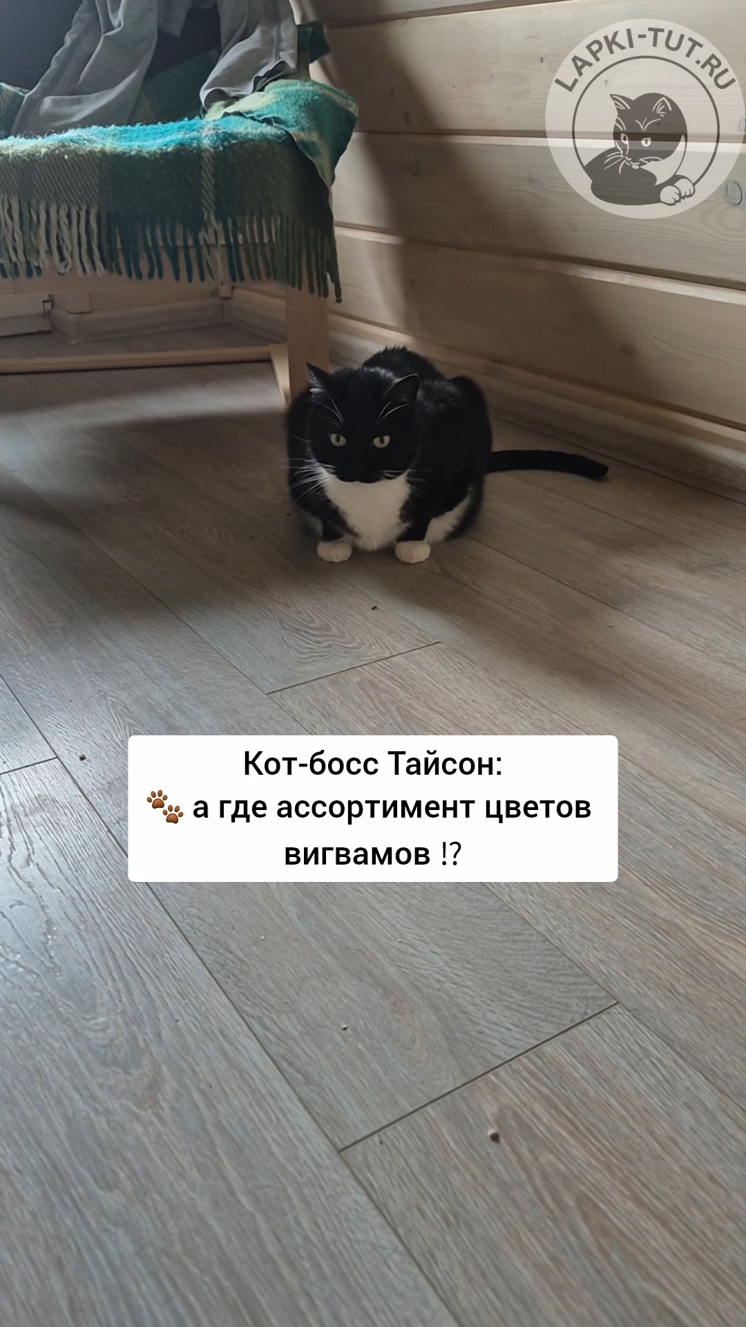 lapkitutru в LOOKY. #лапкитут,#подготовка,#важныйкот,#изделияиздерева,#когтеточки,#котбосс,#питомцы. Кот-босс Тайсон дово...