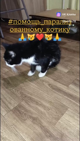 Котлин_Остров_Котов_Кронштадт в LOOKY. #нужнаПомощьПарализованномуКотику,#Бездомыши,#cat,#кошки. #нужнаПомощьПарализо...