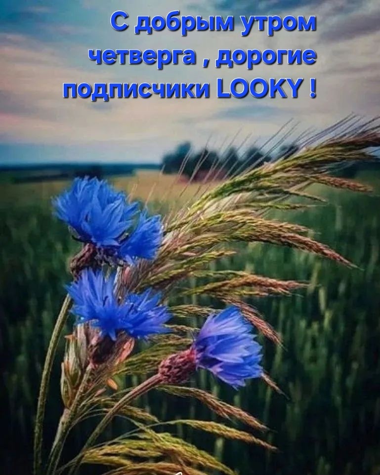 ДедМед в LOOKY — публикация