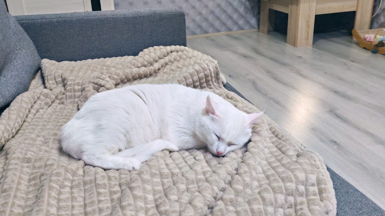 Проснулся, потянулся, умылся) 😺🐈