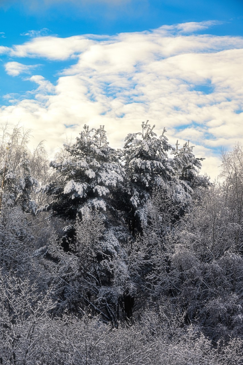 poboruev_landscape в LOOKY. . У меня новый рассказ...