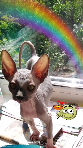 Ирина_67_RUS в LOOKY. #кошечка,#милашка,#питомец,#ирина_67_рус,#сфинкс,#очаровашка,#бетховен,#фото,#разное,#юмор. Хвост крючком и всё ...