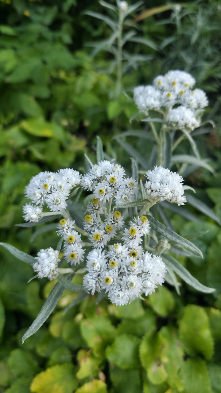Fleurs в LOOKY — Серебряный хит сада, который все пропускают 🤍
Если вы ищете