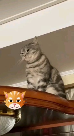 Looky_1693935005960 в LOOKY. #кот. Любимое место Симона...