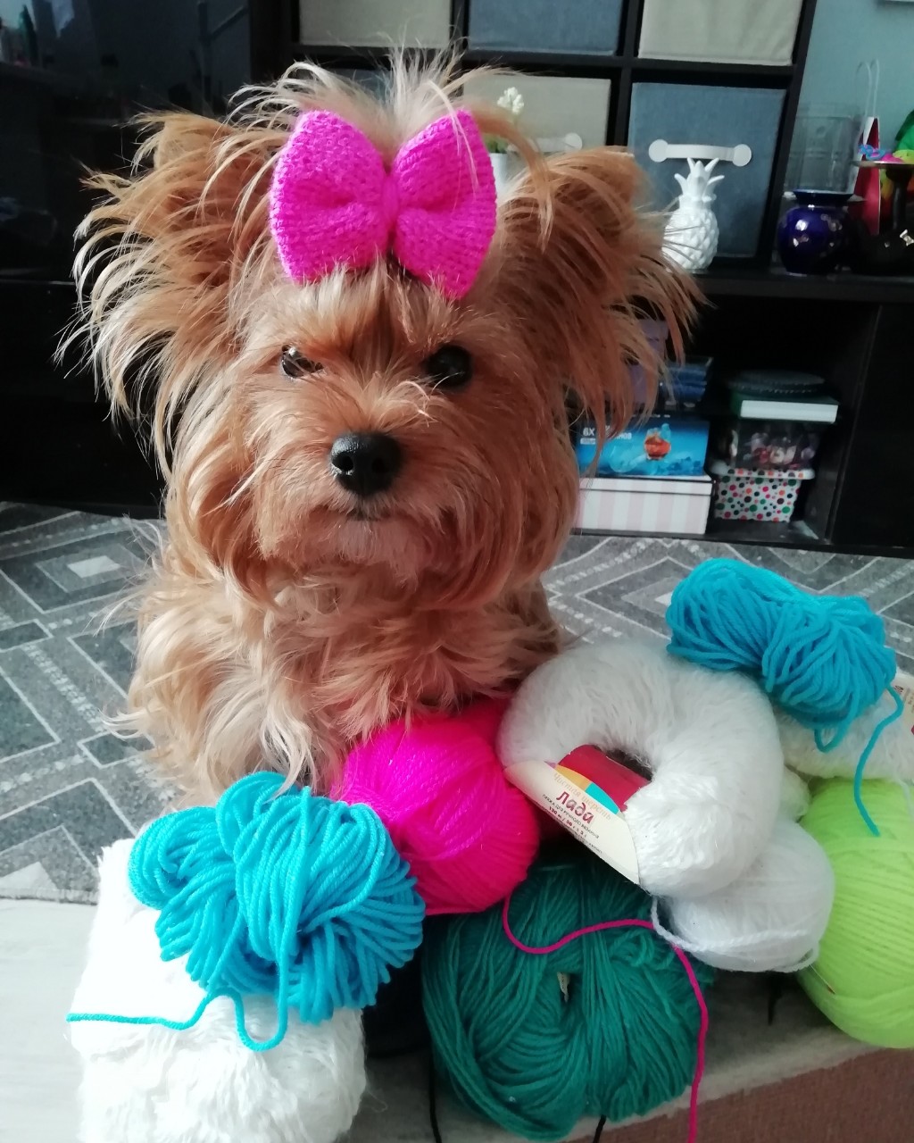 Вязаное настроение 🧶🐾
