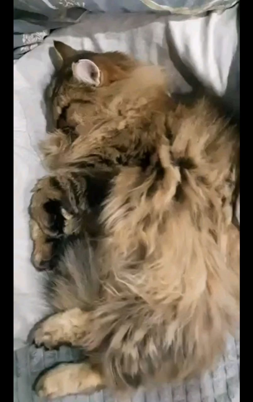 Живущий в России в LOOKY. . My sweet little cat....