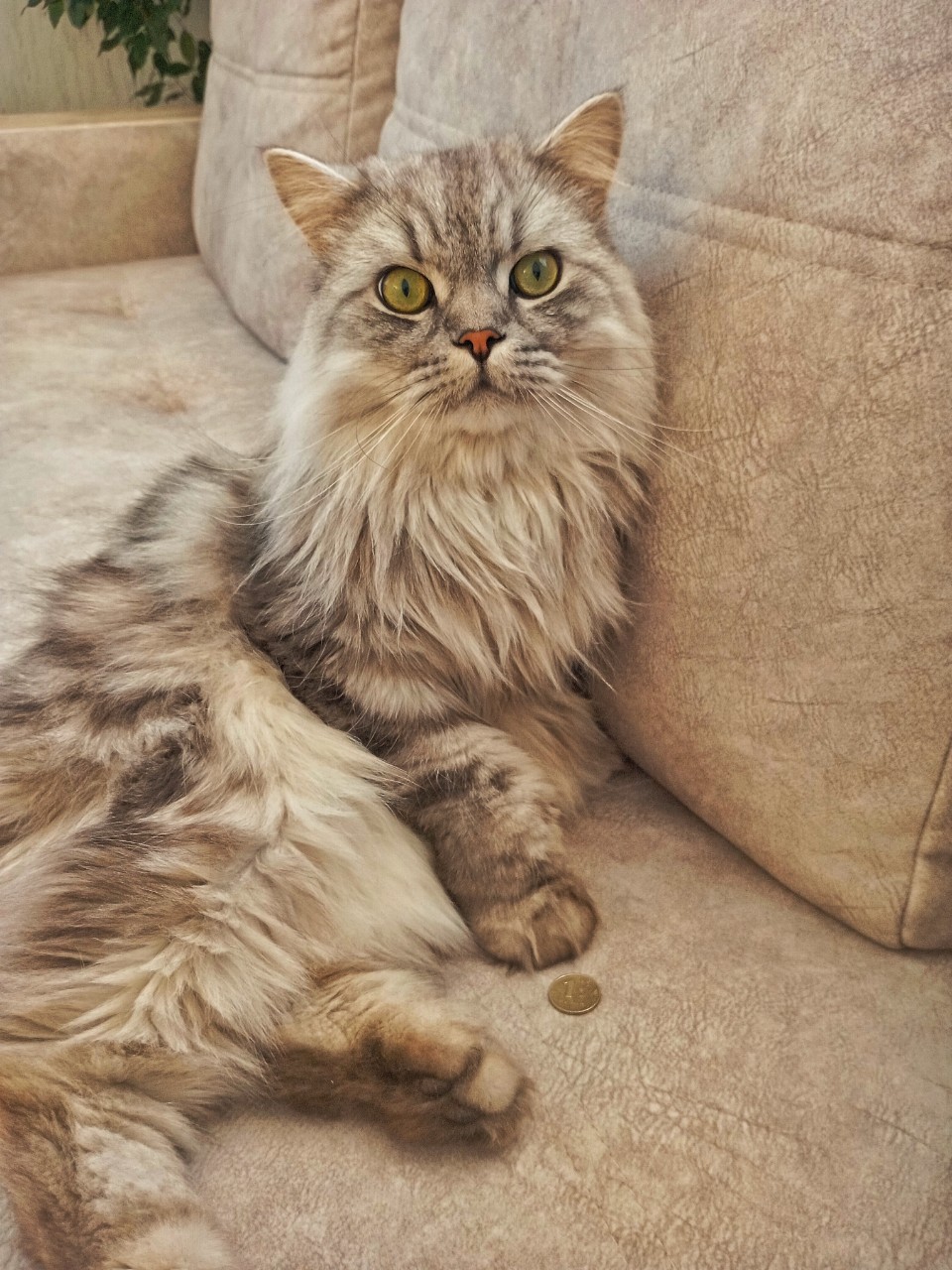 darenka_little в LOOKY. #кошки,#коты. Котейка рубль стереж...