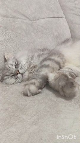 darenka_little в LOOKY. #котики,#cats,#ilovemycat,#lovecats,#nature,#instacat,#kitty,#animals,#коты #кот #cat #catsofinstagram #кошка #кошки #котята #котик #котэ #catstagram #котенок #животные #catlover #catlovers #instacat #инстакот #котя #котятки #catlife #catoftheday #cats_of_instagram. Матрица - перезагруз...