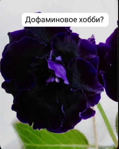 Зеленые пальцы в LOOKY. #хобби,#комнатныерастения,#дофамин,#психология. Выращивание растений...