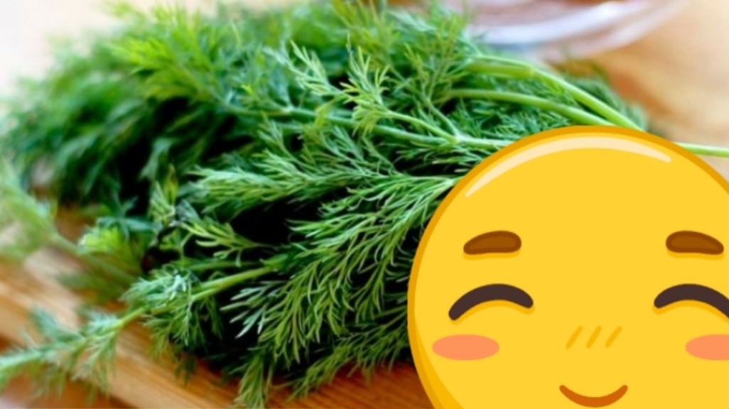 Looky_1698778161390 в LOOKY — Если есть укроп чаще!

Укрoп 🌿лиcтья этoгo рacтения бoгaты 