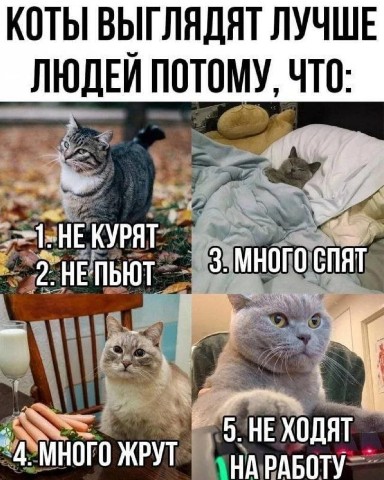Misha в LOOKY. . Мемы с животными.
[#...