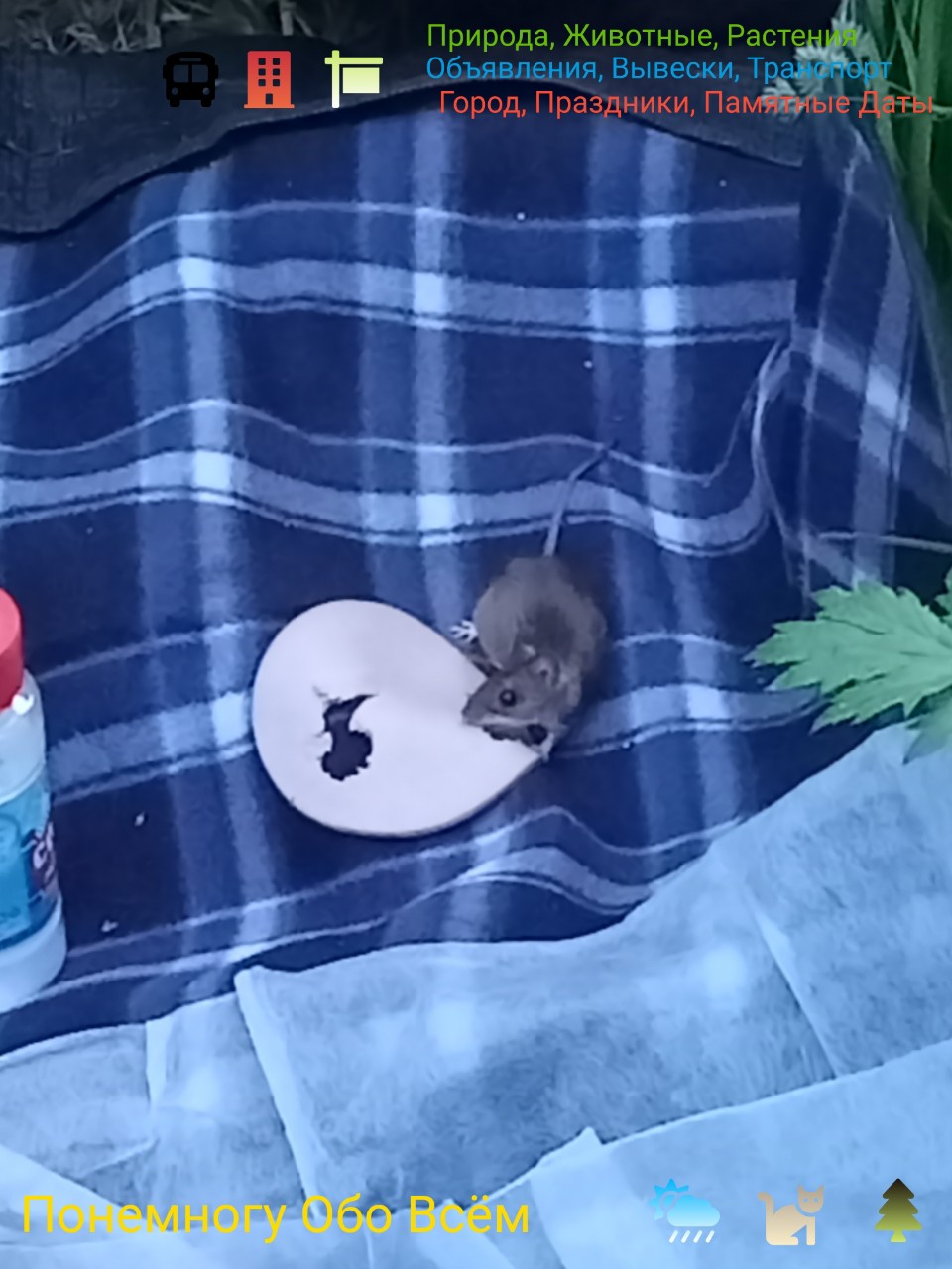 Понемногу Обо Всём в LOOKY. #мышка,#колбаса

Здравствуйте,,#животные,#растения,#объявления,#вывески,#транспорт,#город,#праздники,#памятныедаты,#интересное,#необычное,#познавательное
#разное,#понемногуобовсём. РАЗНОЕ, ИНТЕРЕСНОЕ 
...