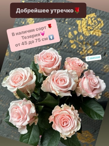 rosaafipsky93rus в LOOKY. #тепличнаяроза#букет#букетроз#свежиерозы#свежиебукеты#ароматныерозы#ароматныебукеты#букетнедорого#букетафипский#букетрозафипский#доставка. Добрейшее утречко 🌹...