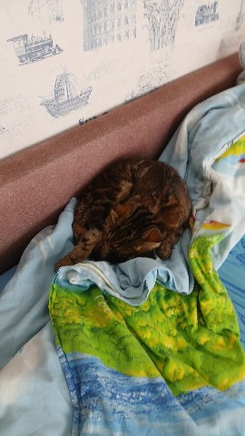 Sashka_Wasabi в LOOKY. . Котик симба.