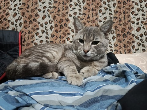 Looky_178100071159433 в LOOKY. . Наш любимый кот Крош...