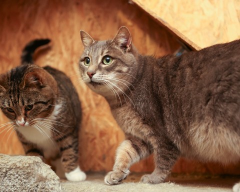perederzhka_cat в LOOKY. . У нас был фотограф!
...