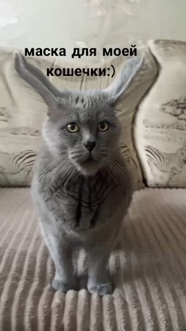 BATVINNIN в LOOKY. #viral,#рекомендации,#рек,#реки,#тренды. МОЙ СЕРЫЙ УШАСТИК:) ...