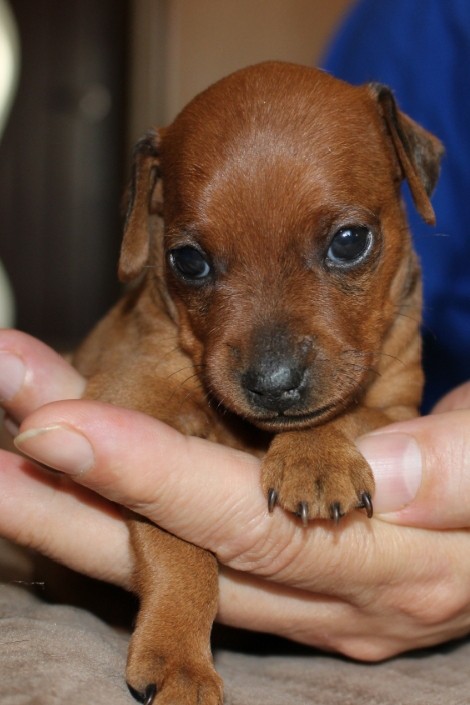 Элина Прилепкина в LOOKY. #щенки#купитьщенка#минидоберманы#цвергпинчер#миниатюрный. У нас золотые детки,...