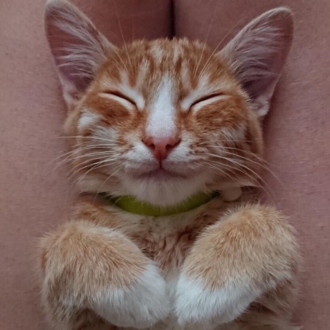 PetsStalkerS в LOOKY. #котики. Яшка-Ягуашка желает ...