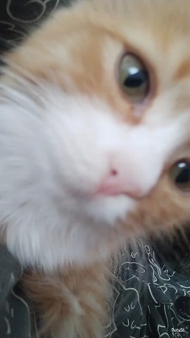 PetsStalkerS in LOOKY. . Вот как можно так сл...