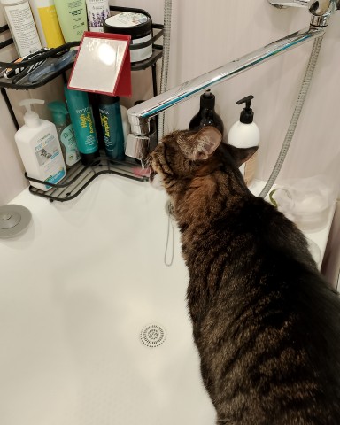Looky_172915933227128 в LOOKY. #котэ,#кот,#просто_кузя,#питомец. Ответ на вопрос, как...