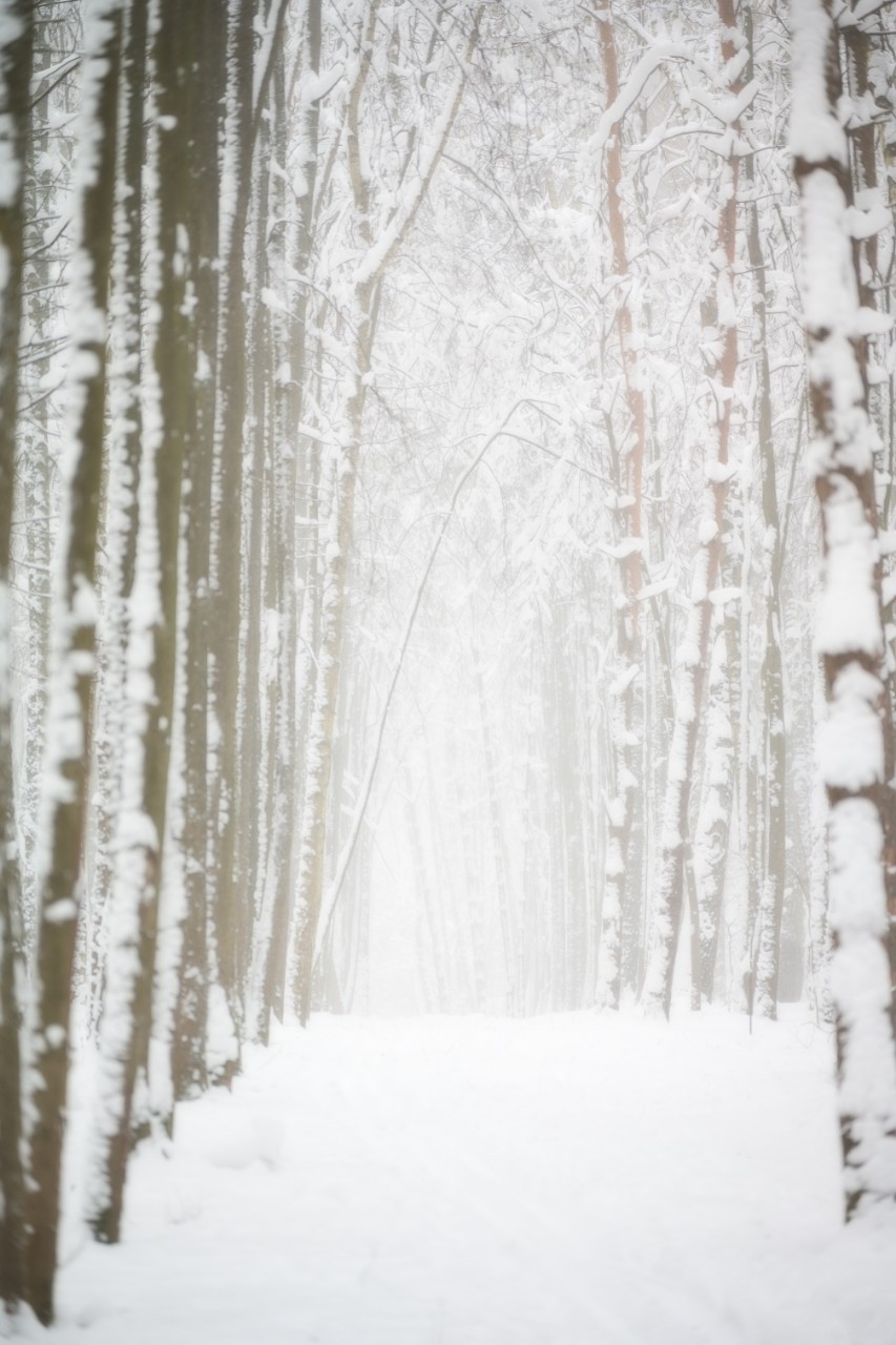 poboruev_landscape в LOOKY. #природа,#зима,#снег,#метель,#лес,#парк,#аллея,#фотоприроды,#природноефото,#Россия. Зимние зарисовки. 
М...